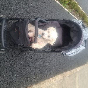 School Run Kildare