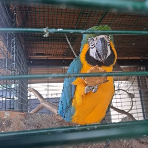 Babysitter required in Kilkenny, Ireland