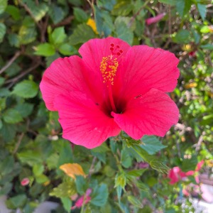 Babysitter required in Wicklow, Ireland