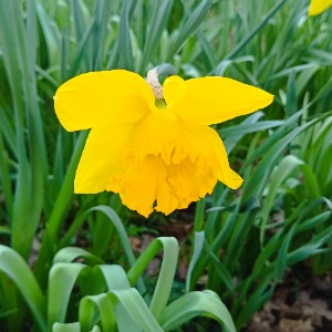 Babysitter required in Castaheany, Dublin, Co. Dublin, D15 FD25, Ireland