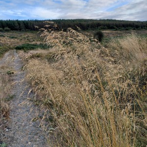 Pet Minders Wexford