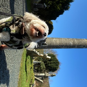 Dog walkers Dublin