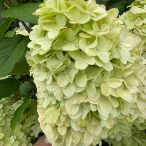 Babysitter required in Ennis Road, Limerick, Co. Limerick, Ireland