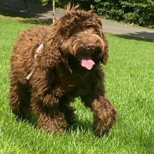 Babysitter required in Terenure, Dublin, Co. Dublin, Ireland