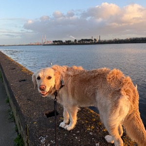 Babysitter required in Clontarf, Dublin, Co. Dublin, D03, Ireland