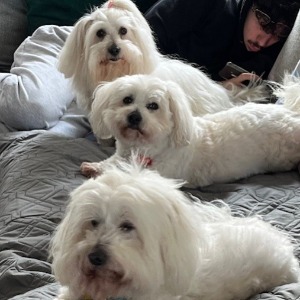 Babysitter required in Giltspur, Bray, Co. Wicklow, A98 X3K6, Ireland