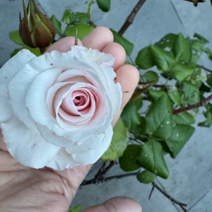 Babysitter required in Dublin Southside, County Dublin, Ireland