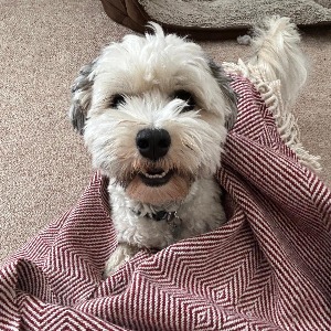 Babysitter required in 4 Rugby Road, Ranelagh, Dublin 6, Ireland