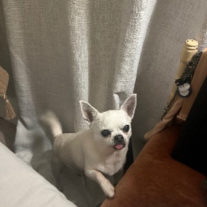 Babysitter required in Kilgobbin, Dublin, Co. Dublin, D18 D216, Ireland