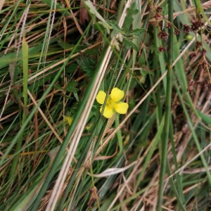 Babysitter required in Carrhill, Co. Wexford, Y21 NV06, Ireland