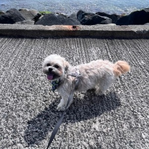 Babysitter required in Grange Oaks Lawn, Kilternan, Co. Dublin, D18 R2PH, Ireland