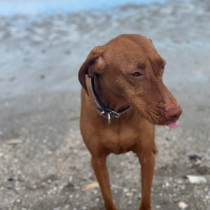 Babysitter required in Fosterstown North, Swords, Co. Dublin, K67 RK33, Ireland