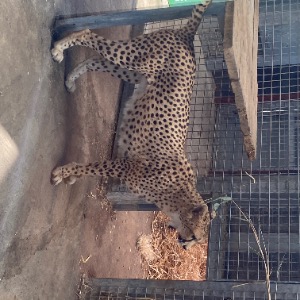 Babysitter required in Edenderry, County Offaly, Ireland