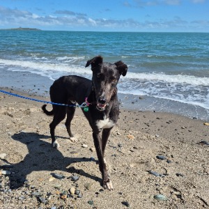 Babysitter required in Brenanstown, Dublin, Co. Dublin, D18 XW27, Ireland