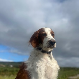 Babysitter required in Dublin, Ireland