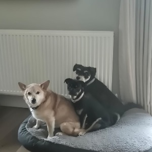 Babysitter required in Cabinteely, Dublin, Co. Dublin, D18 P9F5, Ireland