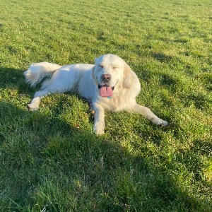 Babysitter required in Thomas Street, Dublin 8, Ireland