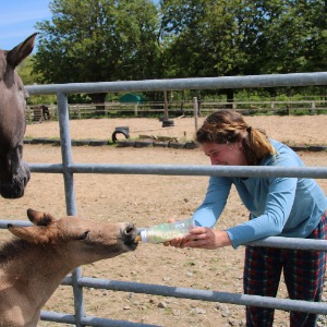 Babysitter required in Glynn, Co. Wexford, Y21 NX67, Ireland