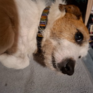 Babysitter required in Churchtown Upper, Dublin, Co. Dublin, D14, Ireland