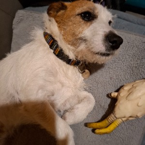 Babysitter required in Churchtown Upper, Dublin, Co. Dublin, D14, Ireland